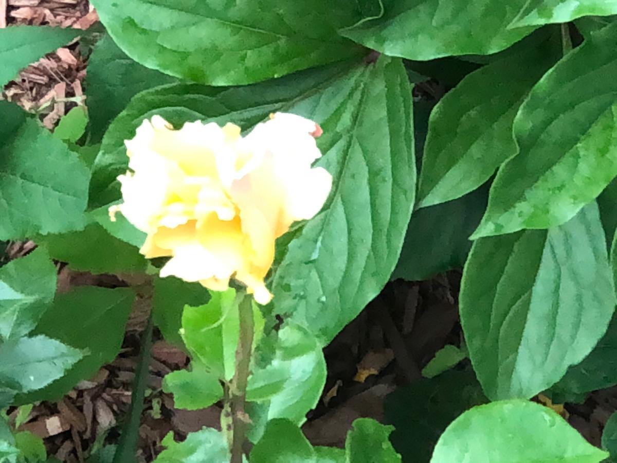 Antique Rose 3* Windham