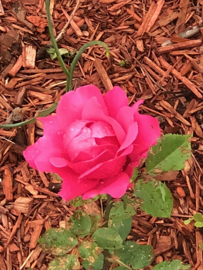 Antique Rose Windham