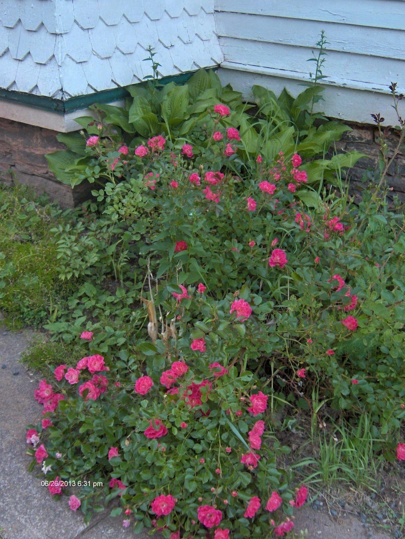 Antique Rose Windham
