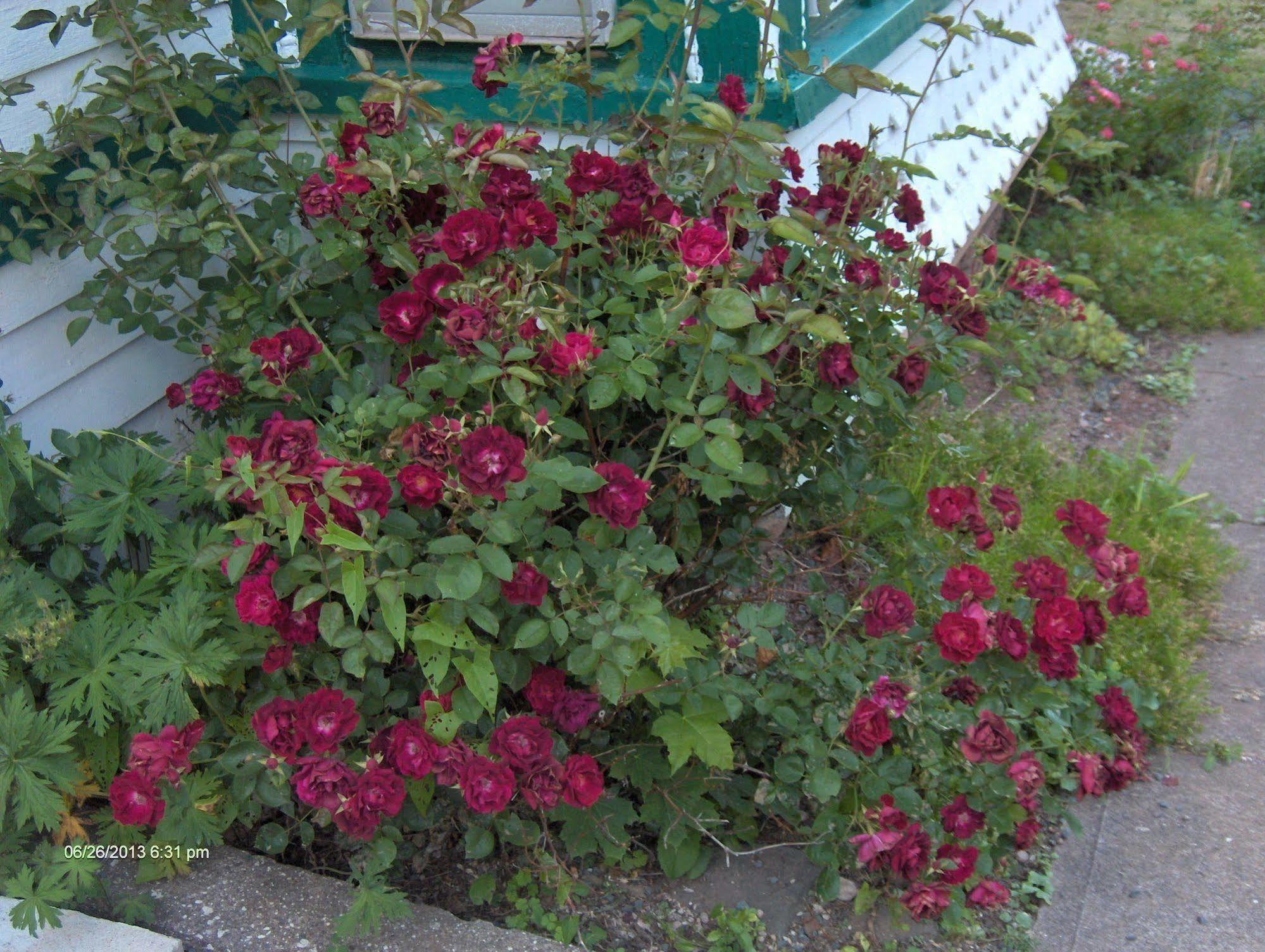 Antique Rose 3* Windham